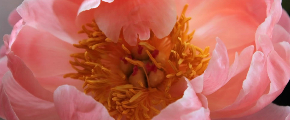 La Lumières Sri Aurobindo