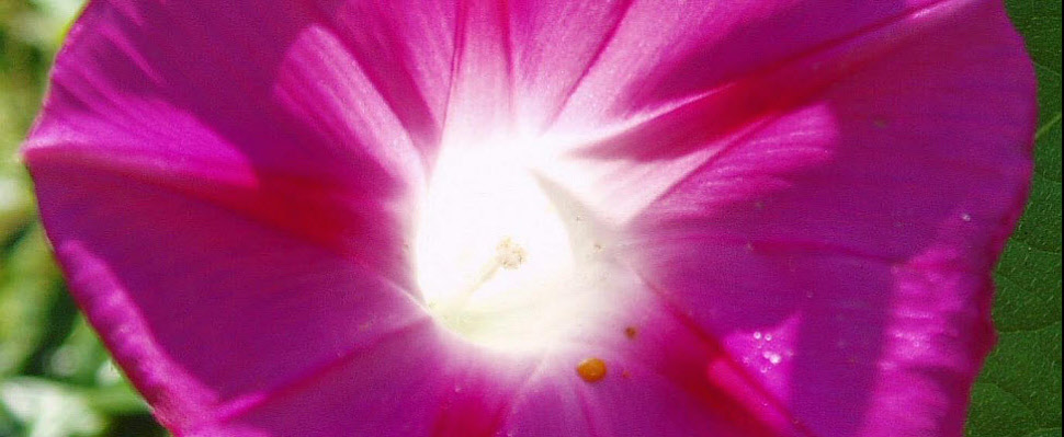 Les Secrets du Sama Yoga