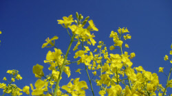 E-books I Segreti della Sadhana