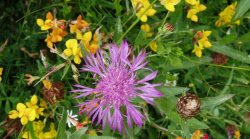 Collection Aspérule