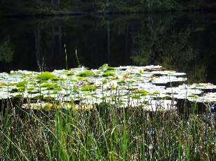 Etang de la Grure