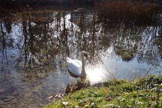 Rveries d'automne 