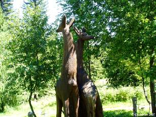 Girafes 1996