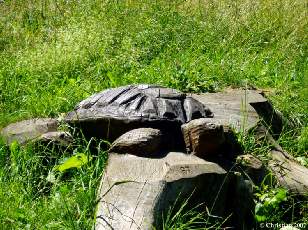 Tortue 1984