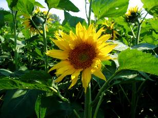 Tournesols