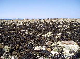 La plage du Vougot