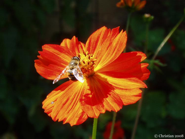 Der Garten der Gnade und des Bewussteins